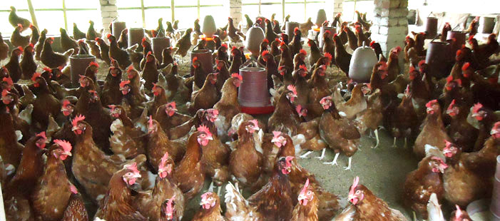 Poultry Firming Under Micro-finance Program